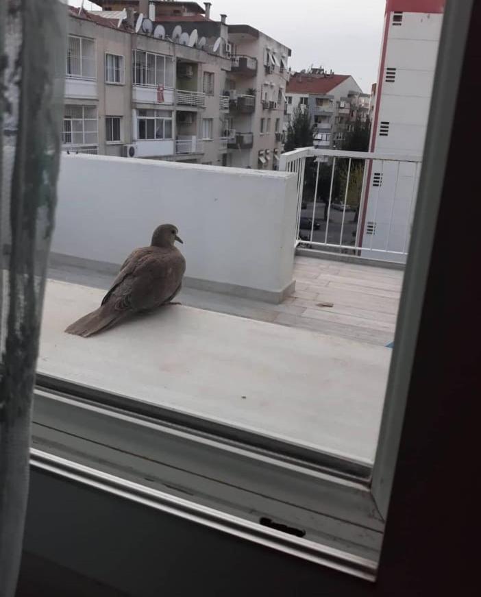 Zuebeyde Hanim Homes Izmir Exteriör bild